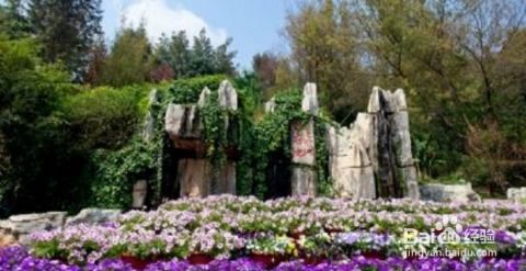 三、旅行攻略：助你畅游昆明菊展