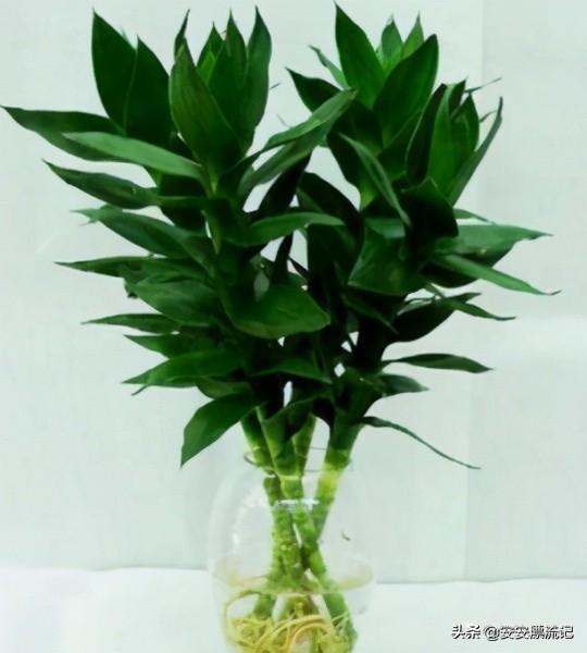 3. 催官运、  升学业