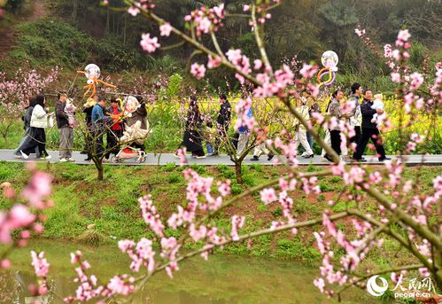 春日里的混乱序曲：一场关于大巴、 花朵与不知所措的旅程