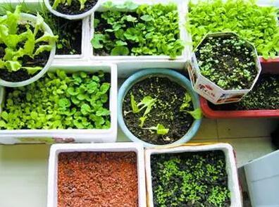 2026年9月种植蔬菜的最佳吉日是哪一天？