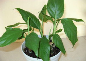 1. 财位摆设——八卦方位里的“小财神”