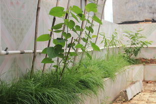 楼顶种树会对风水产生哪些不利影响？