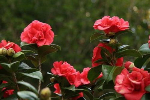 茶花放家里风水好吗,茶花养家里好吗风水学