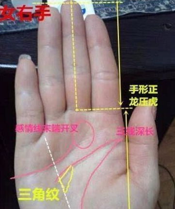 属狗篇：忠诚可靠 的冒险家代表