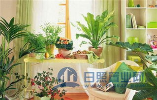 卧室窗台放什么植物招财,适合卧室窗台的植物风水有哪些