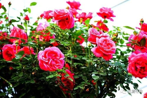 月季树风水吉祥吗？对家居环境有好的影响吗？