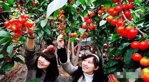 3月25日：当气温爬上10℃，樱桃树醒了