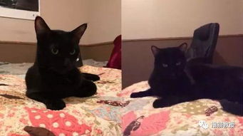 第一章：深夜惊魂与黑猫的玄学隐喻