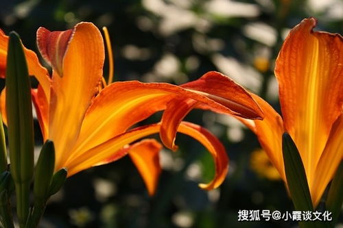 探索“碧霞”当前这个名字的较深层文化底蕴密码