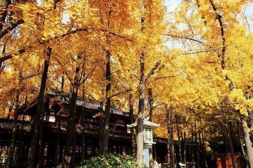 银杏才是yyds！这些秘境美到窒息