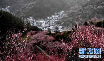 梅花 garden 人比花多但阿姨们の抖音比花还艳