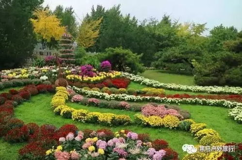 北京植物园:菊花节搞出花活,但别信