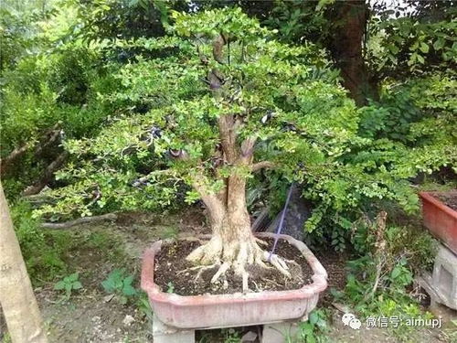 门口风水适宜种黄杨树吗？大门口种植黄杨树有哪些禁忌需要注意？