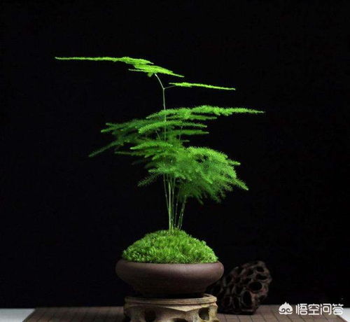 文竹风水玄学大揭秘！99%的人都不知道的卧室禁忌