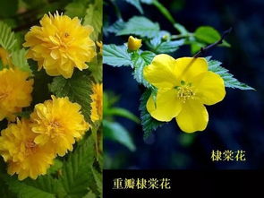 2. 花里胡哨？其实每朵花都有一个故事要讲