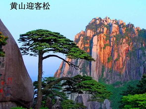 二、 花草树木全都是背景板