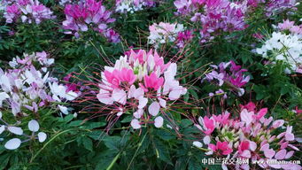繁花似锦的图案,繁花似锦的图案
