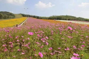 赏花攻略