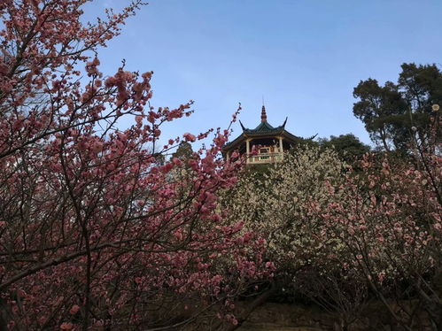 #5# 象山湖菊花园——五一狂欢季节限定版（又一次失望）