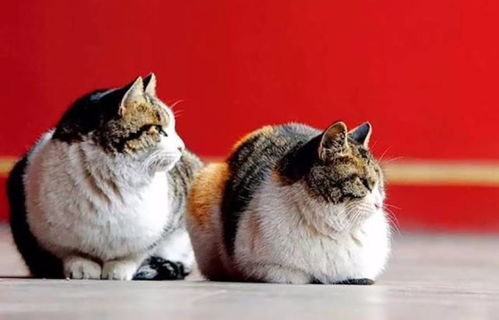 真实案例：我奶奶的猫转盘子