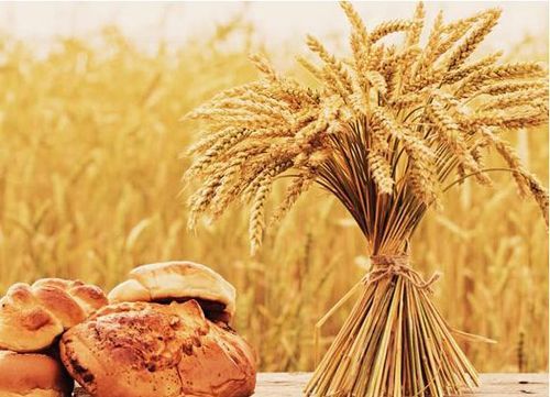 小麦也不是吃素的