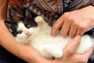 正屋适合养猫吗？这样的风水布局是否吉利？