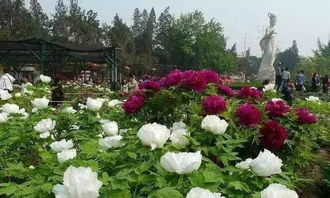 牡丹文化节？人挤人挤死人！
