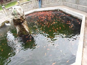 门前建鱼池对家居风水有何具体影响？