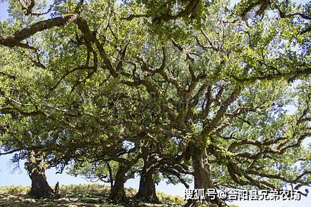 屋前风水栽什么树好,屋前风水栽什么树好