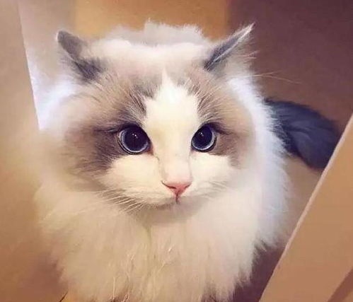 养布偶猫，需要注意什么？除了气候，还有哪些因素会影响它们的幸福感？如何才能让它们在丽江过得更快乐？这些问题，都是我们在决定养布偶猫之前需要考虑的。