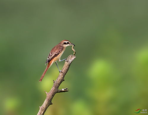 早起鸟儿有虫吃
