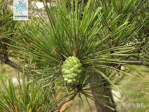 松塔风水有什么用,松塔有什么用途