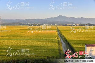 一、 稻田里的金色波浪