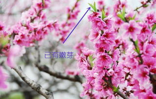1、 山里那点事——桃花、杏花、樱花大集合