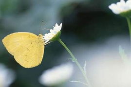 梦见别人给柿子是什么预兆？预示着什么好事发生？
