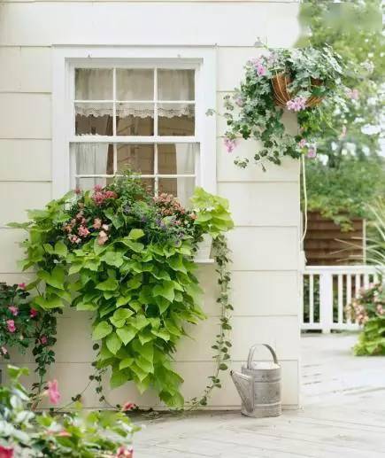 窗户下种花好吗,窗台下面放花好不好