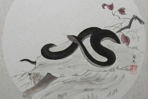 七、属蛇—神秘又容易误解