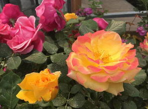 学生狗最后的尊严