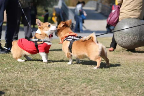 实战穿搭指南：从冻成狗到装逼王