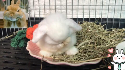 一、 兔子出场：生肖里的白兔竟然是暗黑版