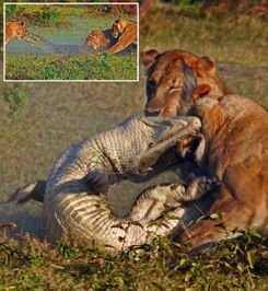 母狮护崽,母狮保护幼崽