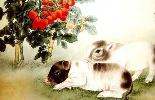 属猪和属虎的婚姻和爱情运势究竟如何？