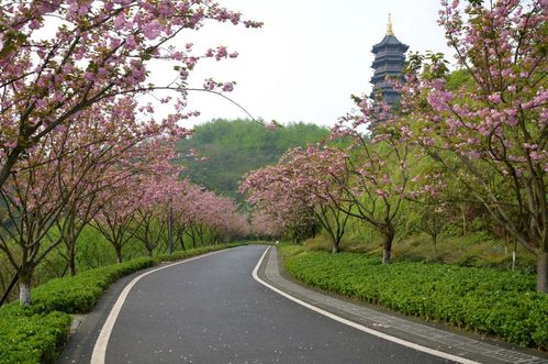 那些年， 我们一起追过的花
