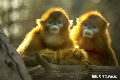 2026年虎猴和鸡猴结婚，哪个月份挑选吉日最为适宜？