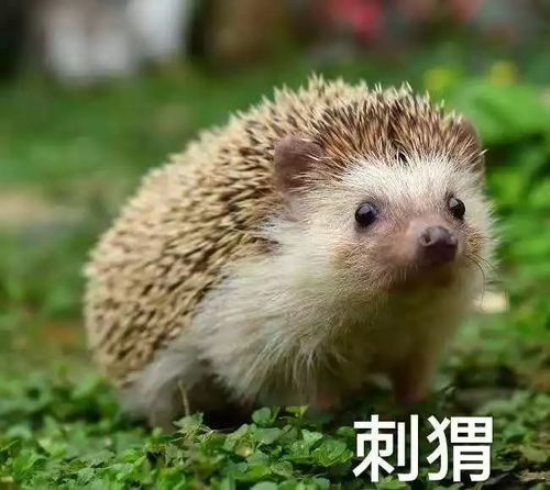 情感絮语：我的内心OS (千万别告诉别人！)