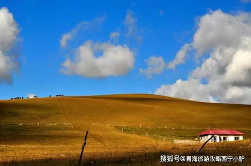 青海湖周边较小吃