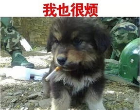 满族狗文化：忠诚吉祥，民族风情爆款！