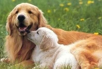 1970年属狗女性婚姻状况如何，婚姻质量怎样？