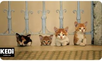 三、 炎热爱猫之城：独特的文化底蕴与动物保障
