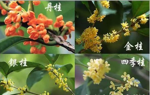 丹桂有什么深层寓意或象征意义？